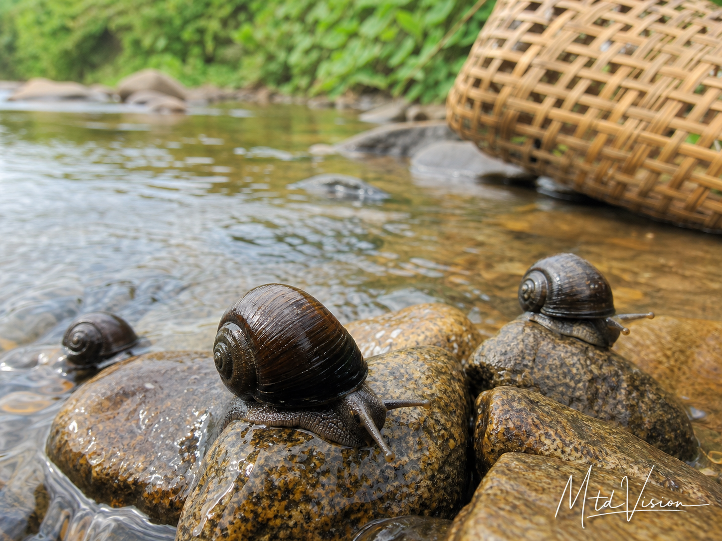 Kind of water snail.