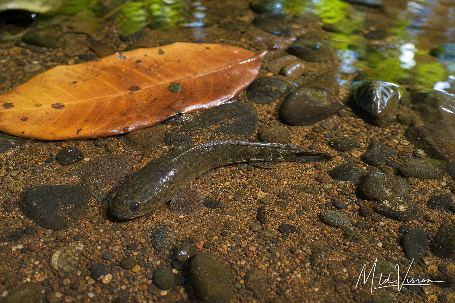 Kind of snake fish.