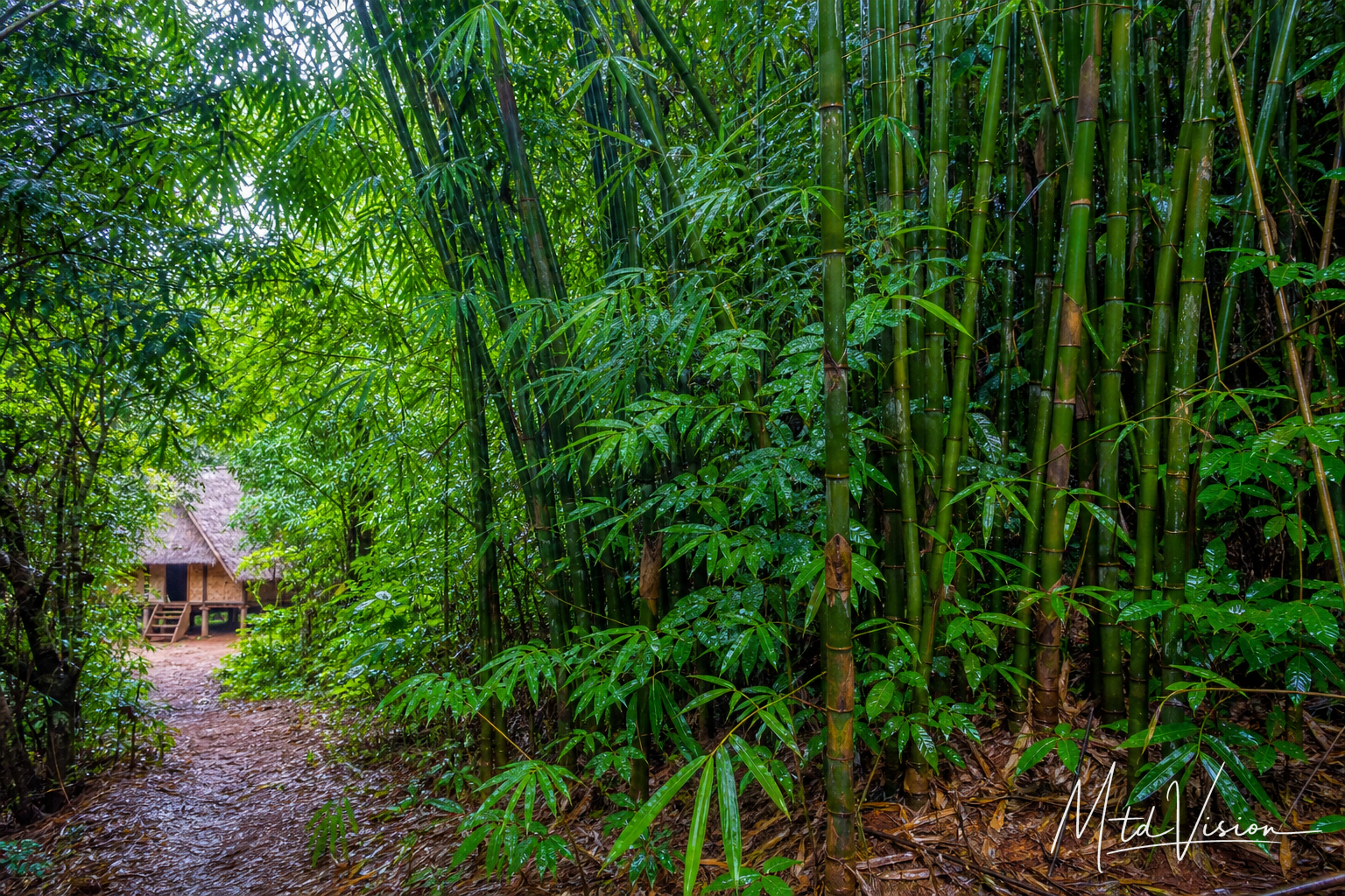 Thicket of alê bamboo.