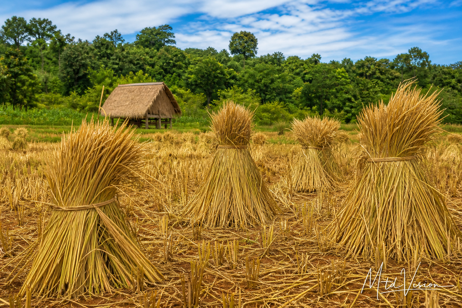 Rice straw.