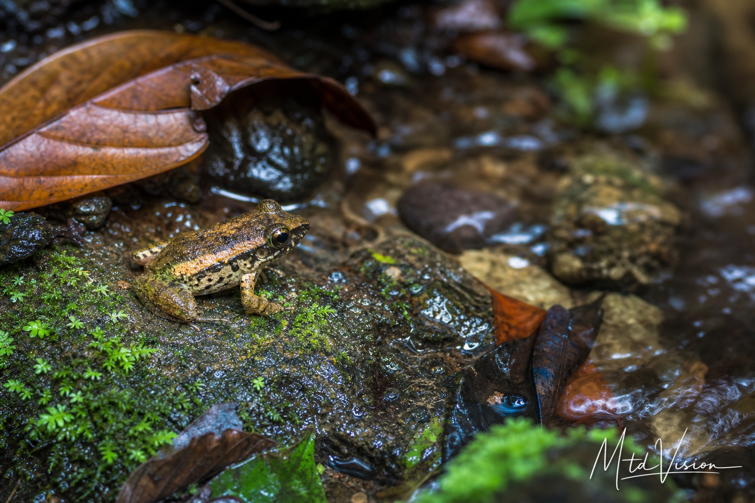 Frog (ajĭk adriêk).
