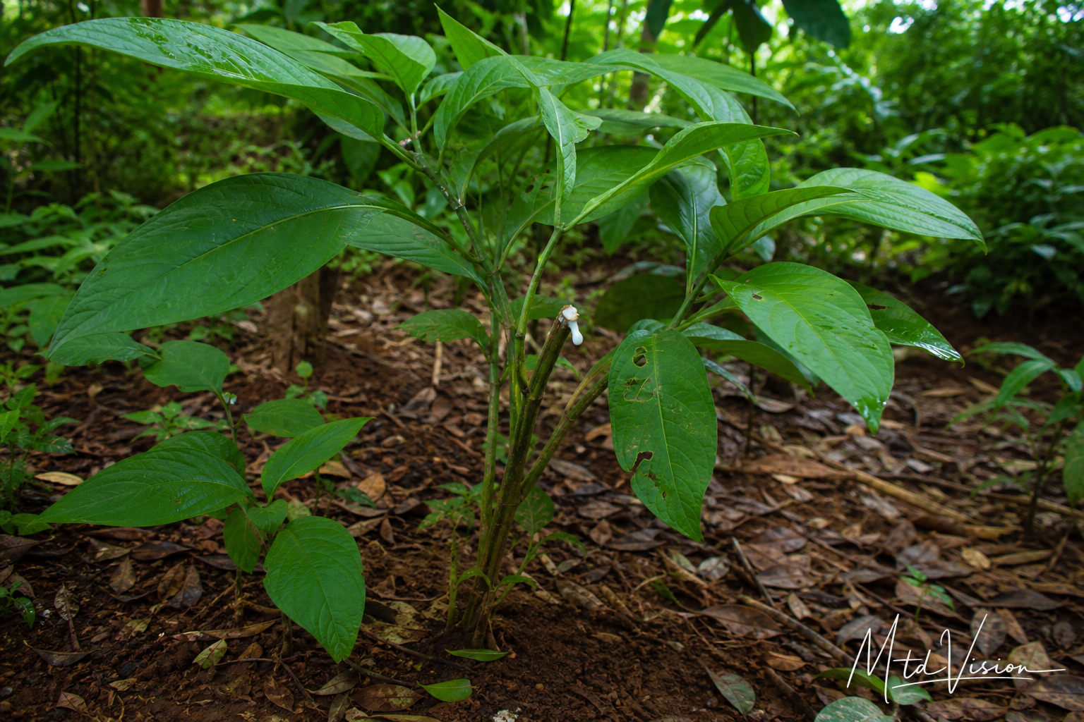 Kind of plant having itchy white sap (ana adư̆).