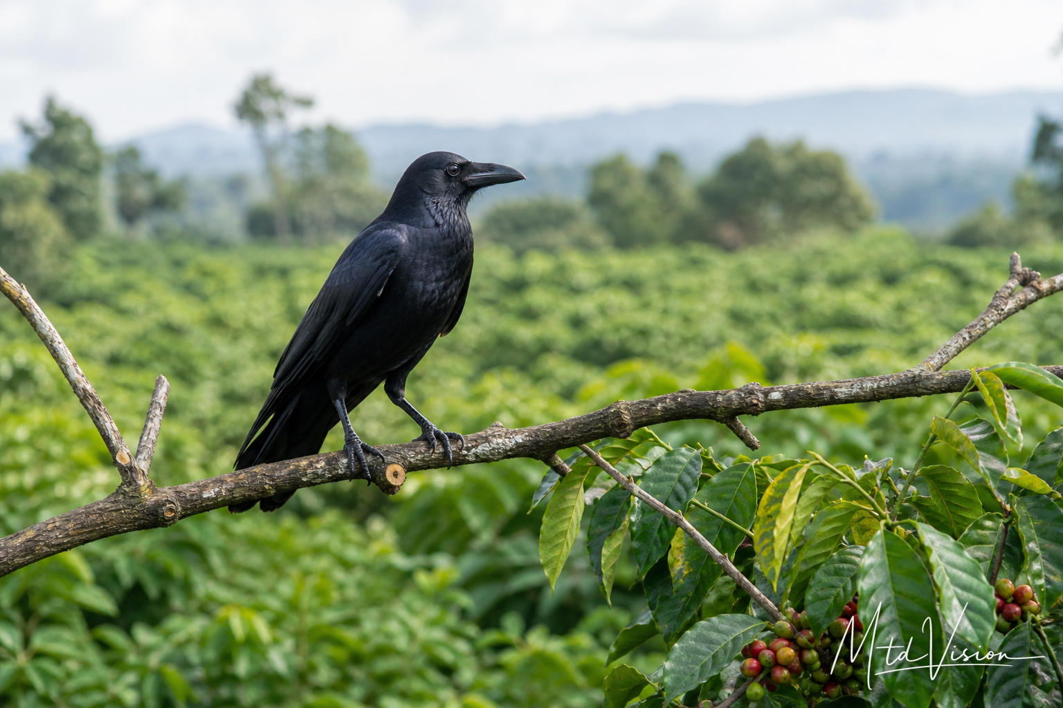 Crow.
