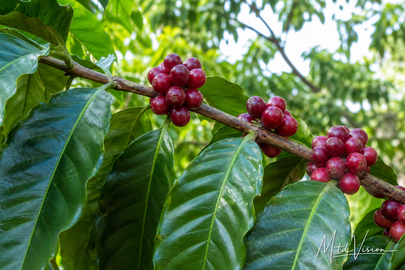Petiole, stem of leaf or fruit.