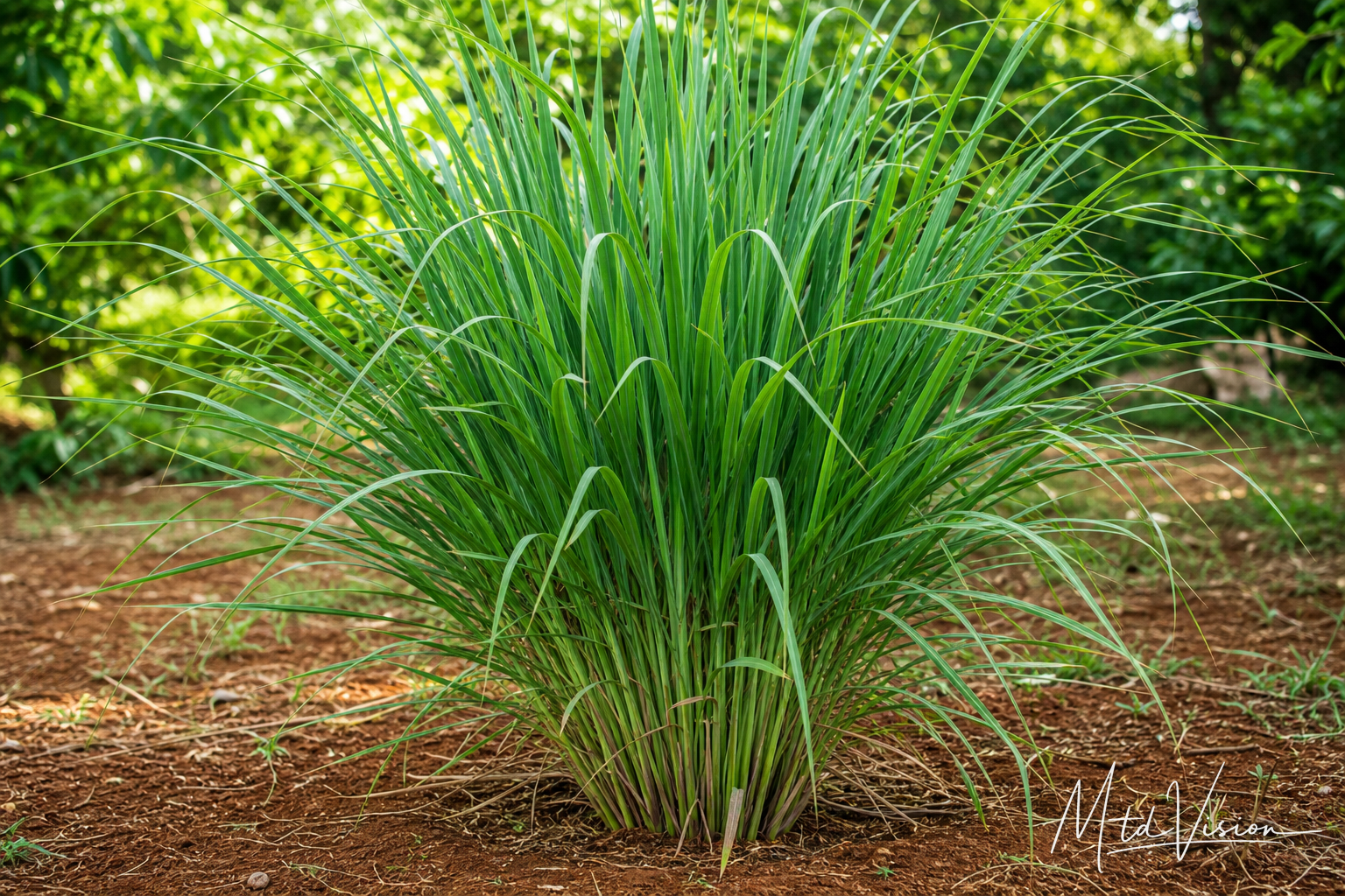Lemongrass plant (ana aplăng).