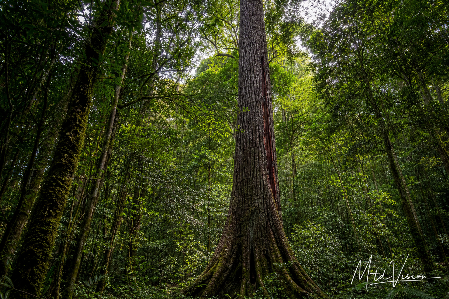 Rare old-growth red-hardwood tree (ana asăn).