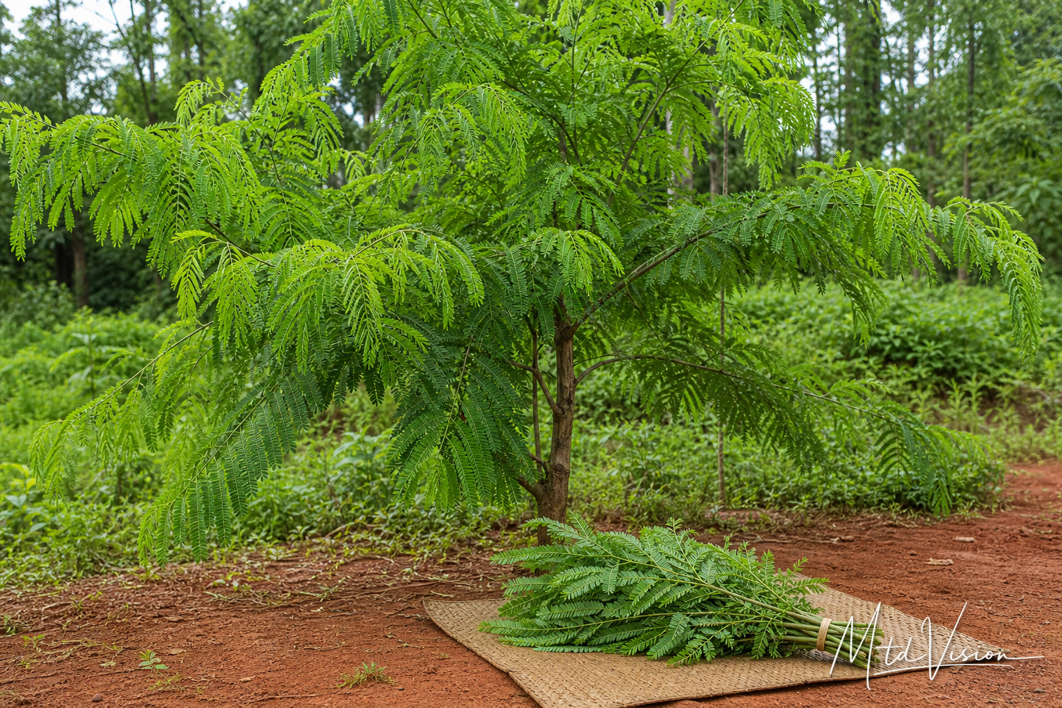 Tree with feathery compound leaves whose branches are used in sacrifices (ana atang).