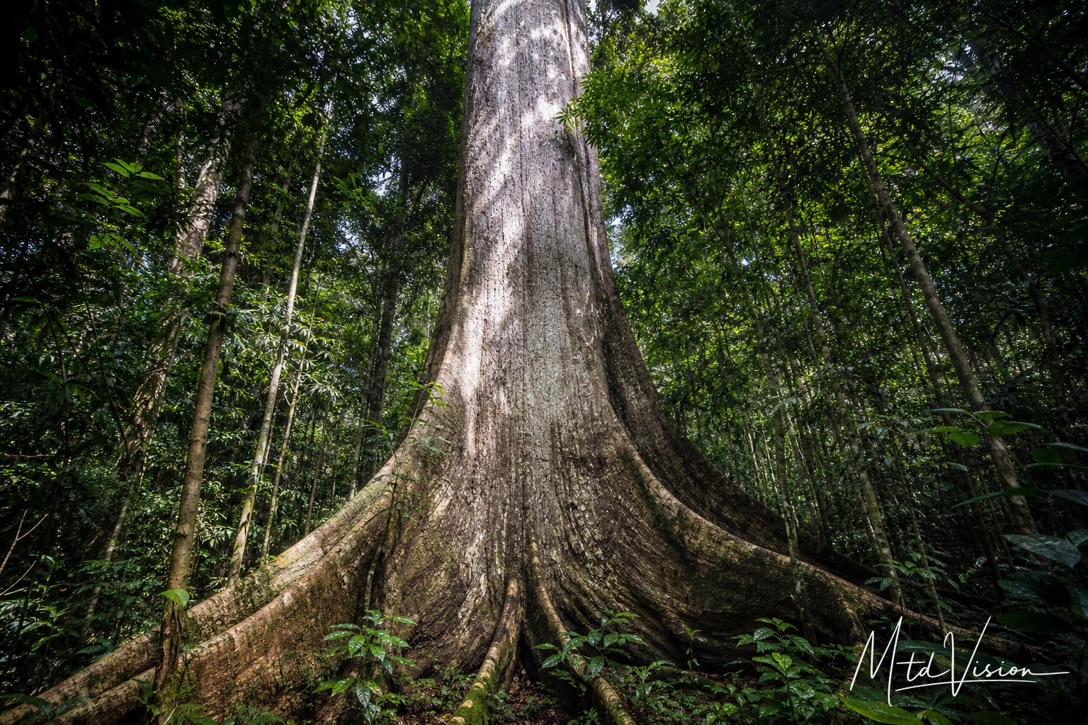 Huge deep-forest tree having white wood (ana ƀlang).