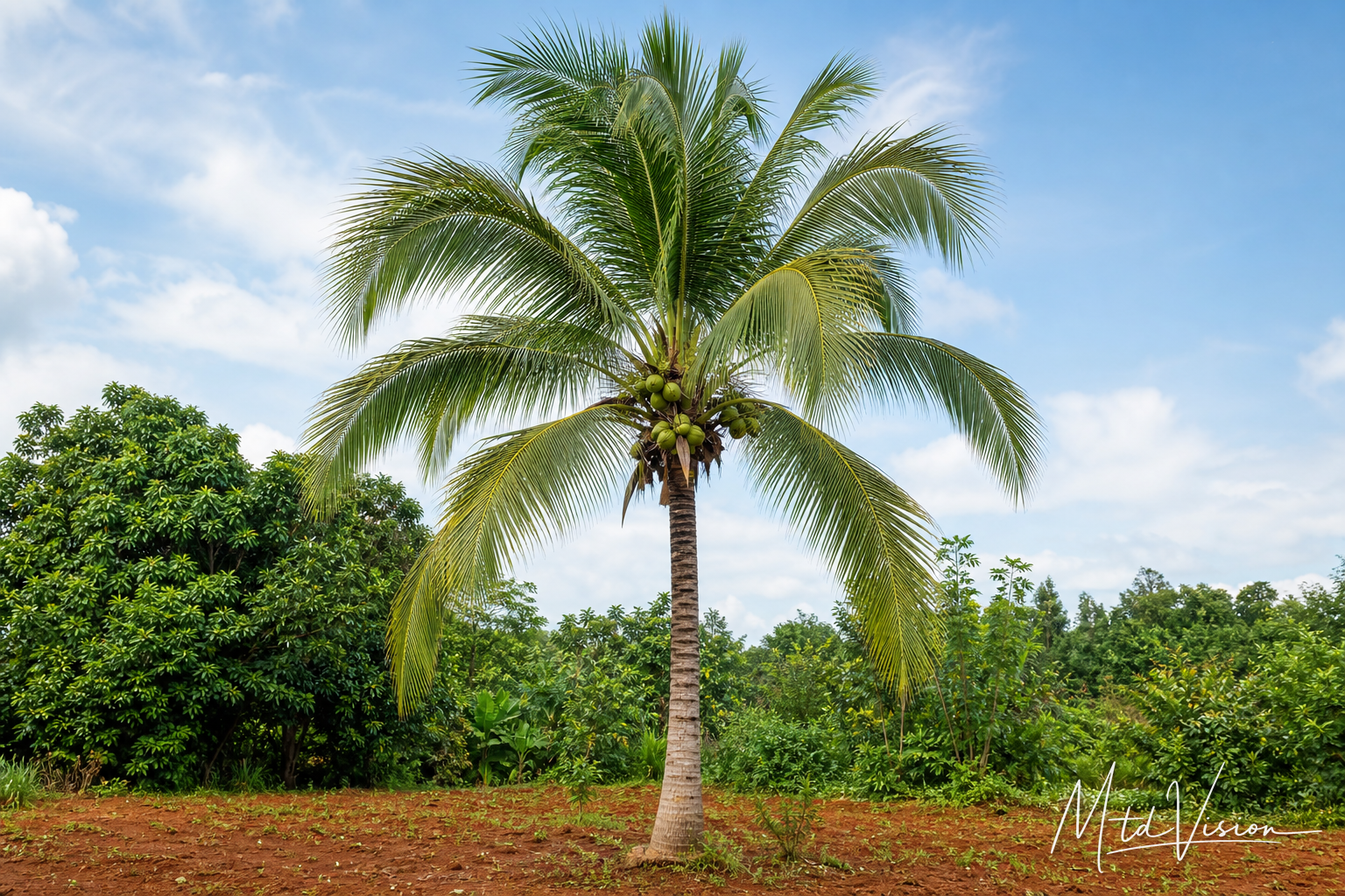 Coconut tree (ana bog đŭng).