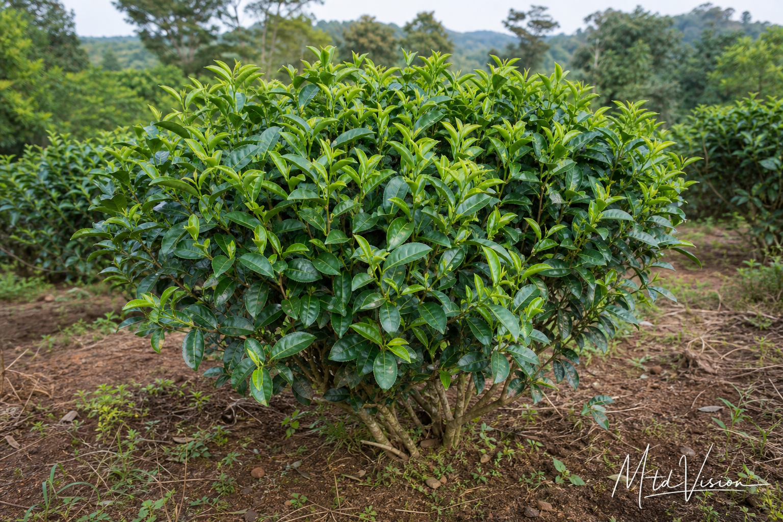 Tea plant (ana čê).
