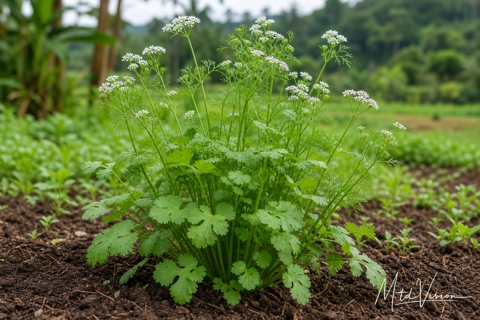 Chinese-parsley plant (ana djam ƀâo).