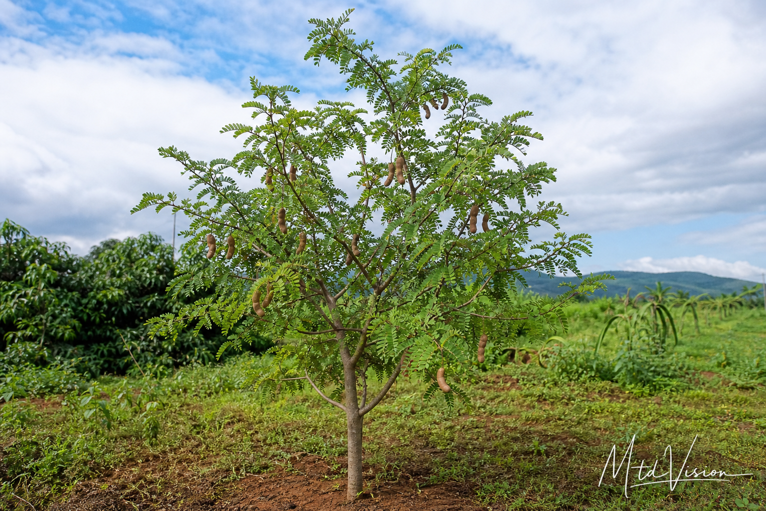 Tamarind tree (ana ême).