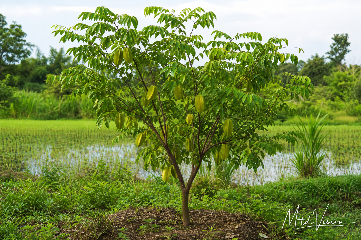 Star-fruit tree (ana êmhia).