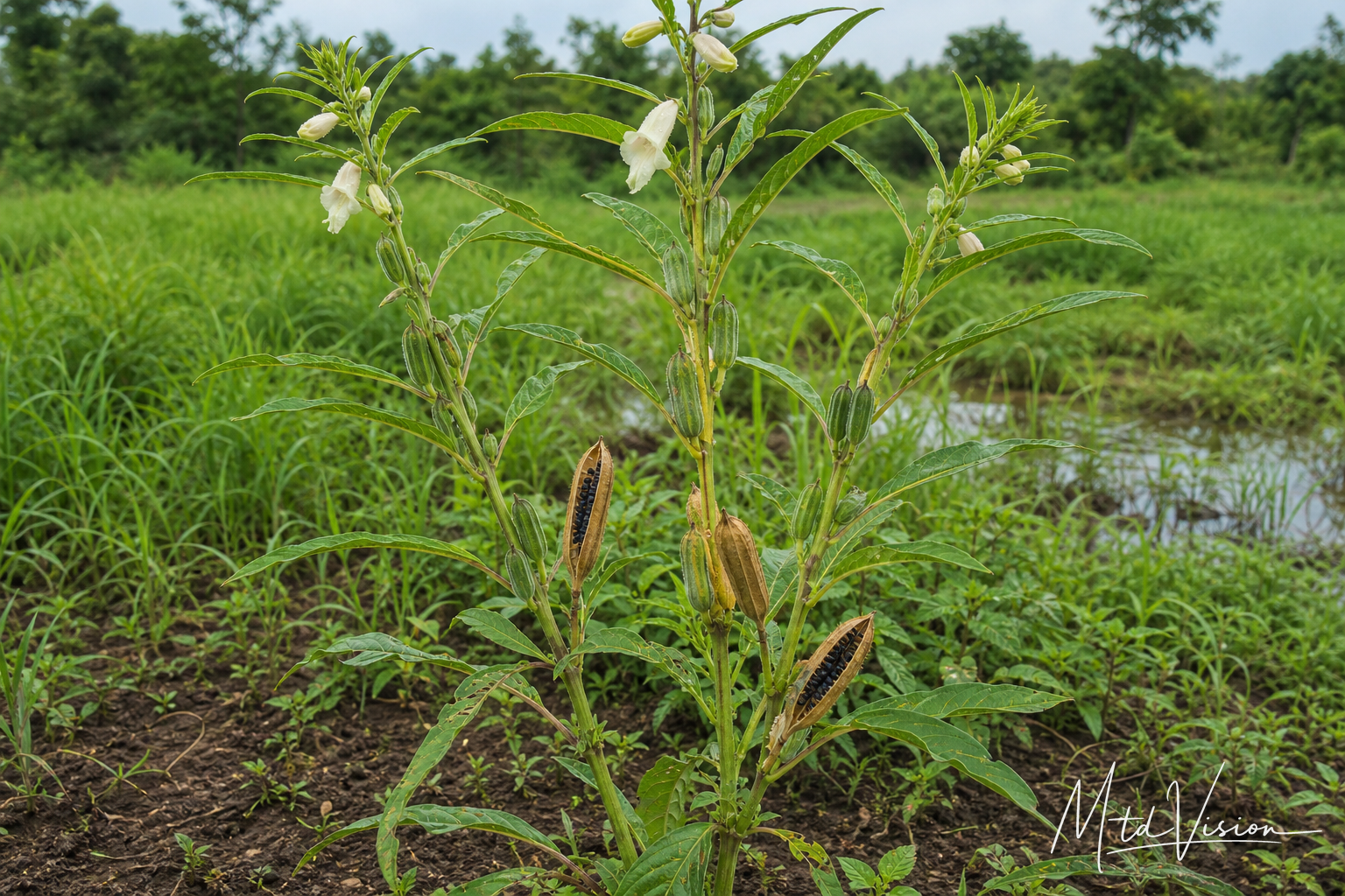 Black-sesame plant (ana êngu).