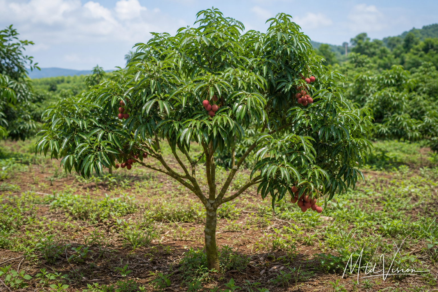 Lychee tree (ana êrang).