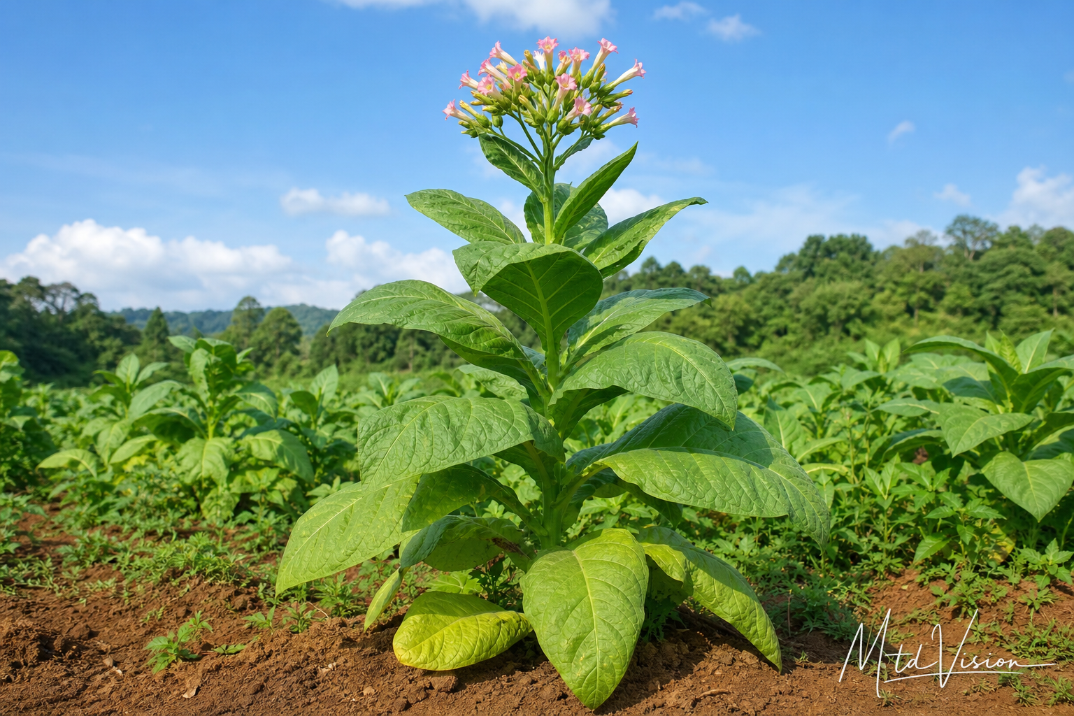 Tobacco plant (ana hăt).