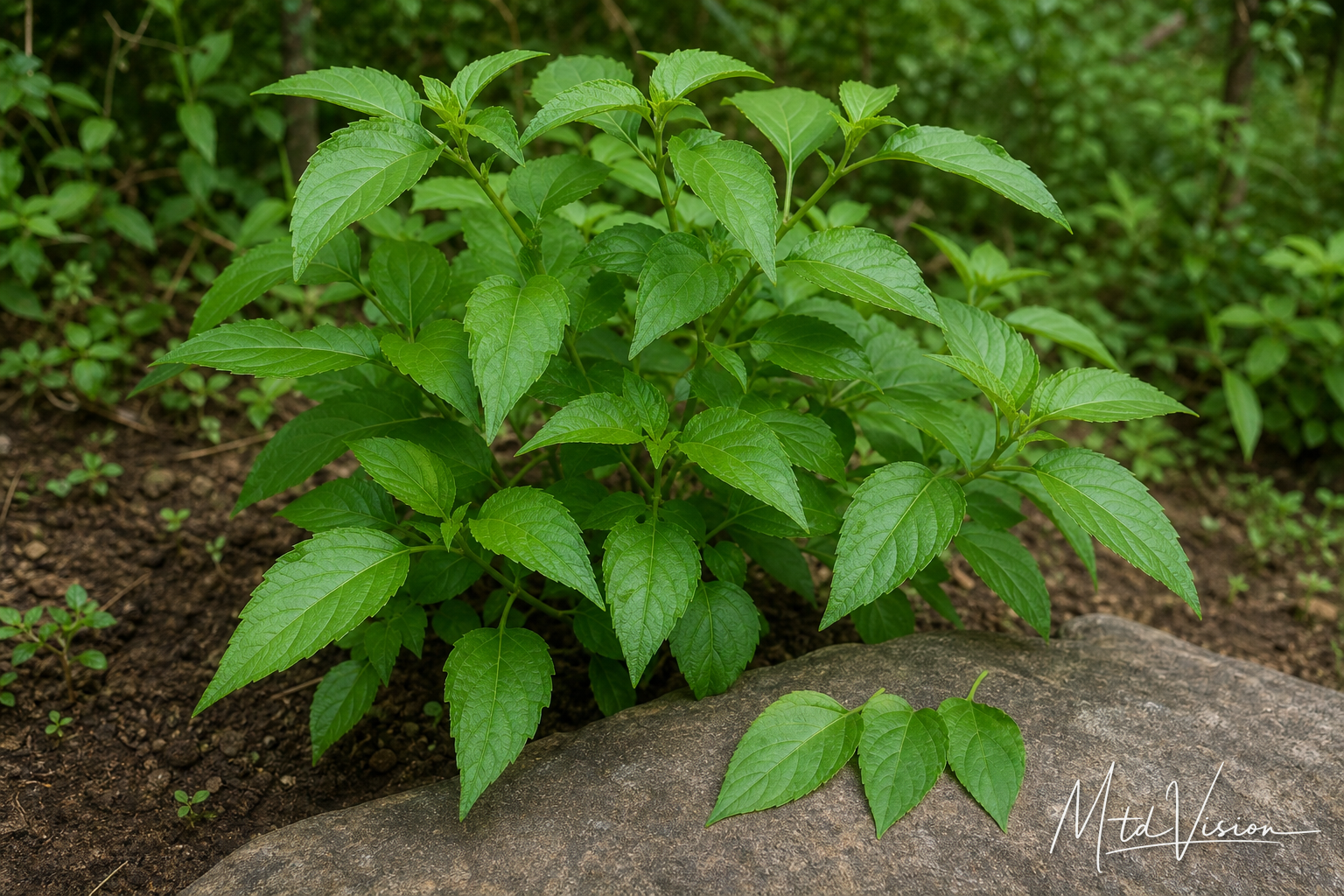 Plant bearing edible leaves (ana hrŭm).