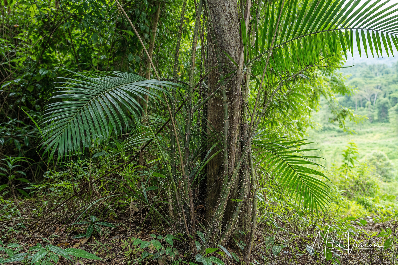 Rattan plant (ana hwiê).