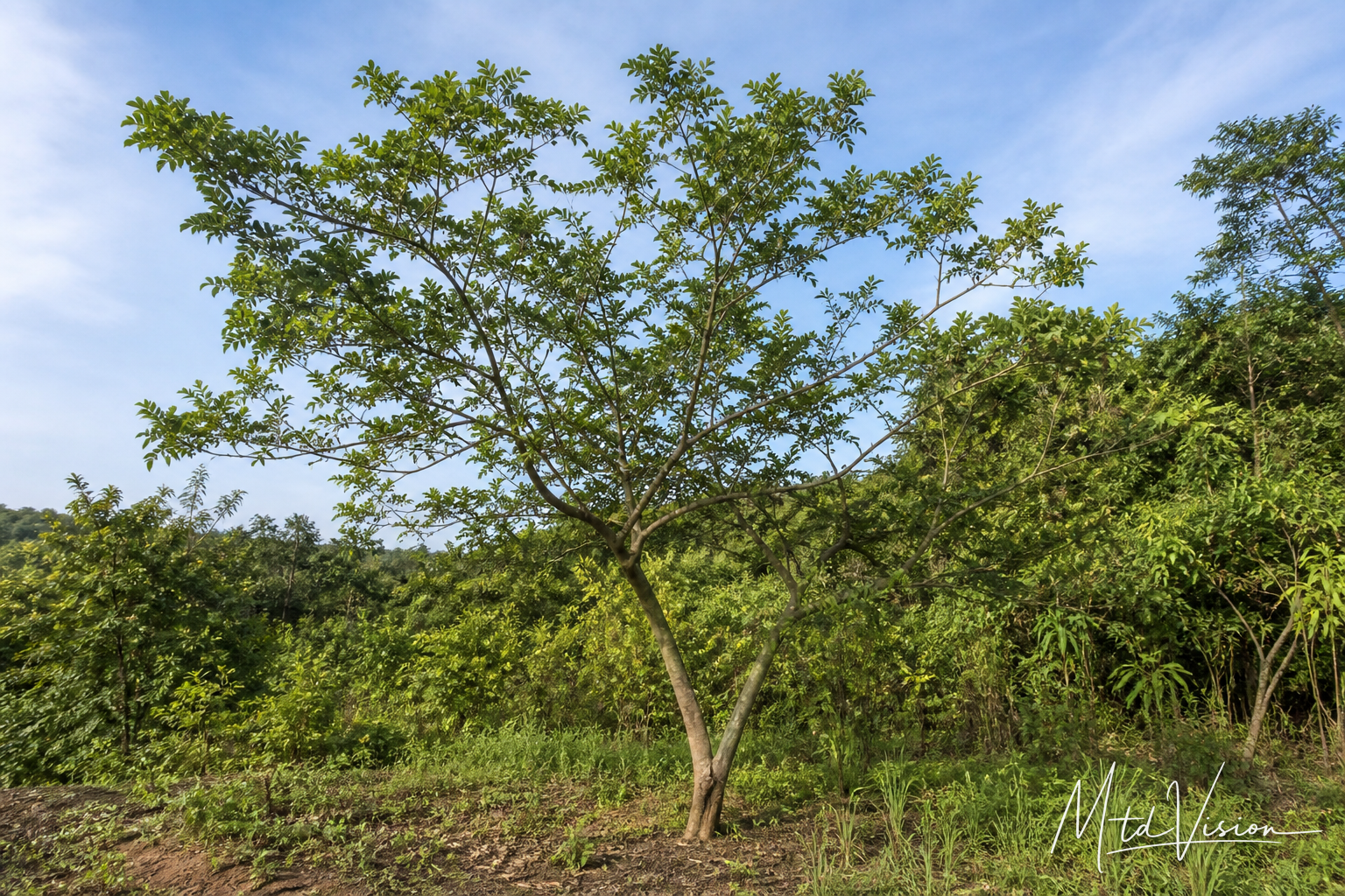 Kind of tree (ana hyam).
