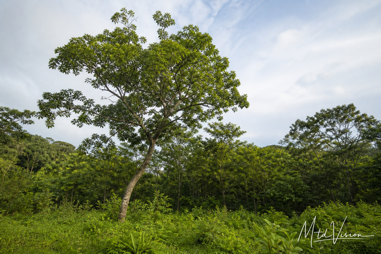 Kind of tree (ana hyao).