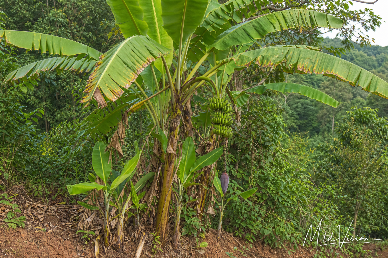 Wild-banana plant (ana juê).