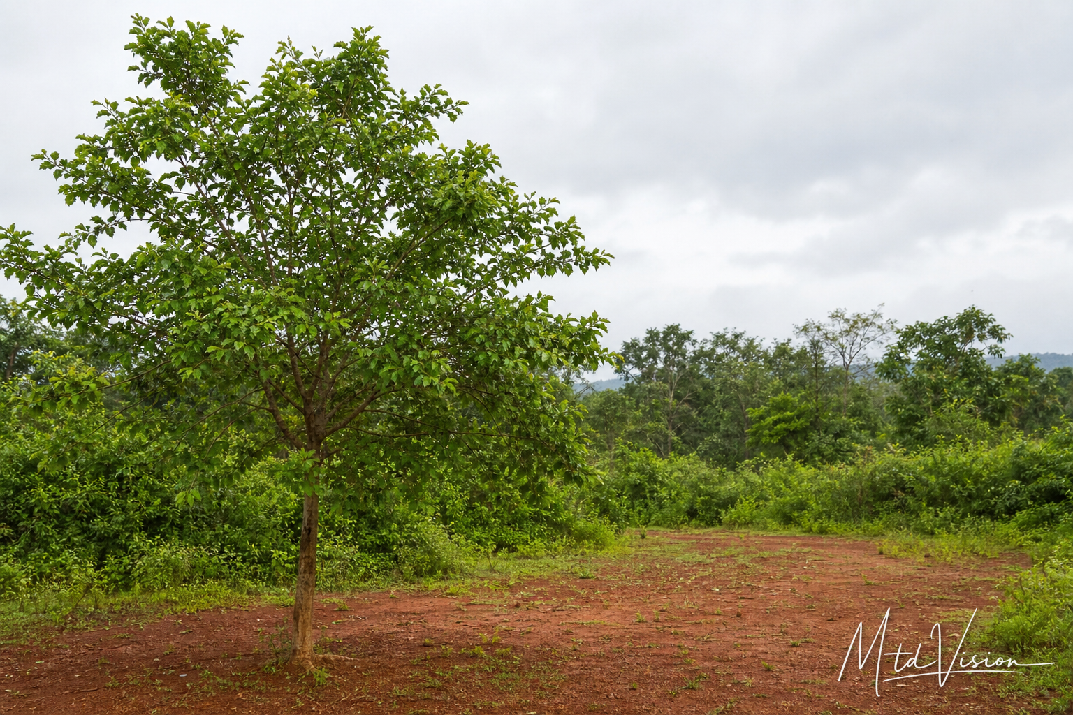 Kind of tree (ana kƀrul).