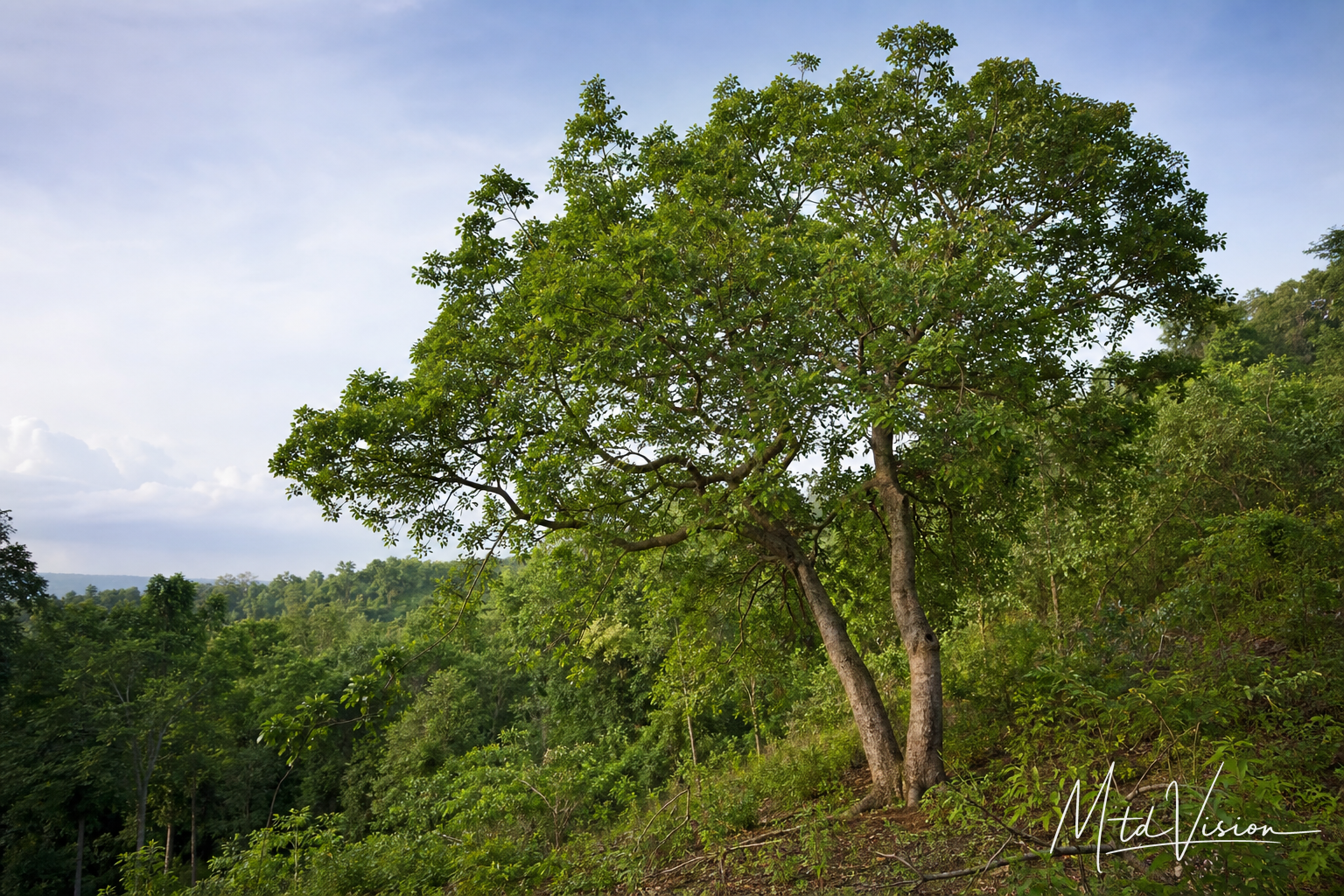 Kind of tree (ana kdjar).