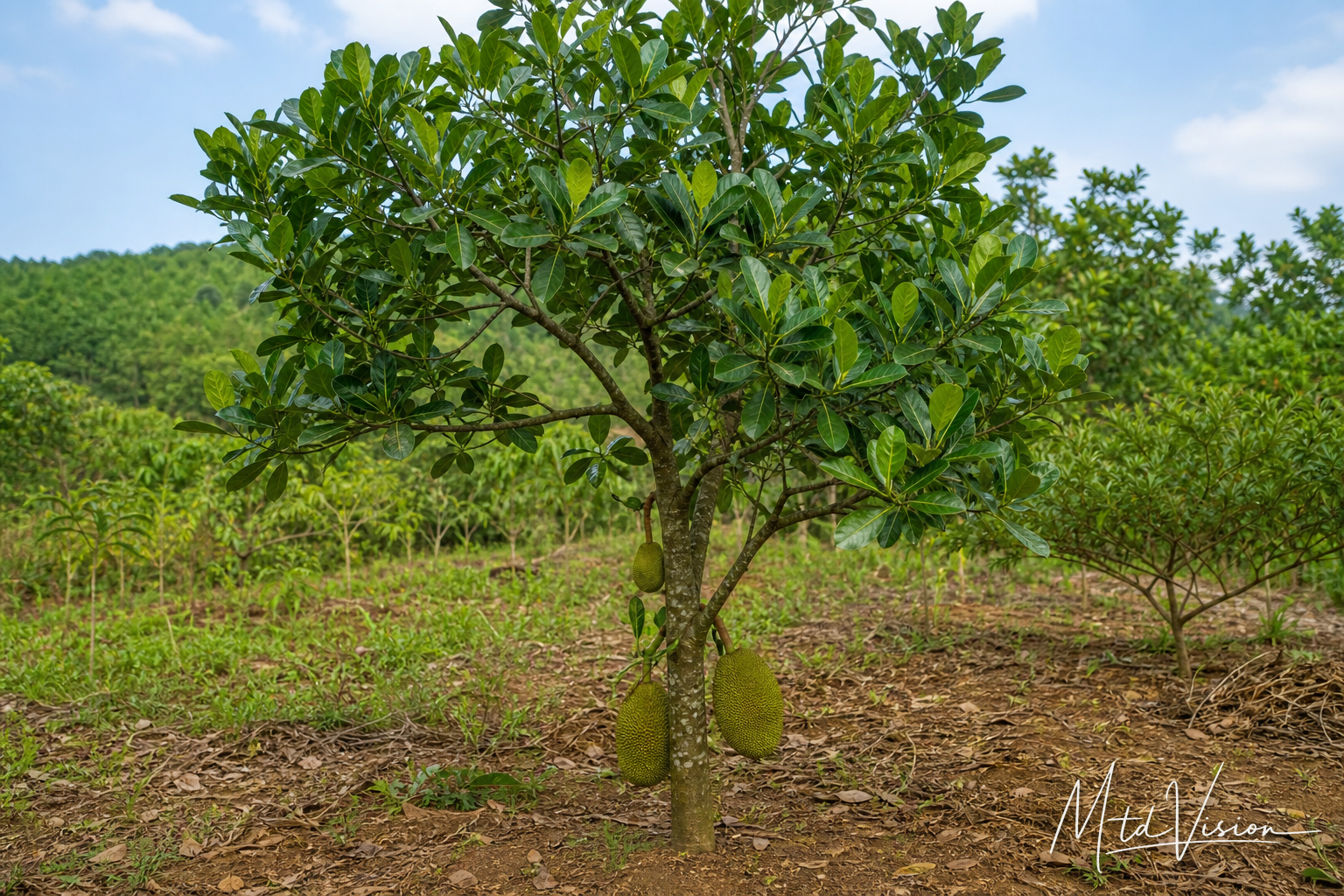 Jackfruit tree (ana kneh).