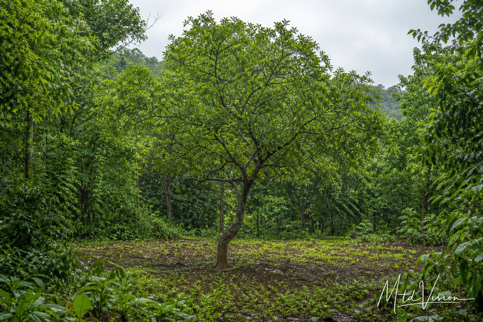 Kind of tree (ana kpang).