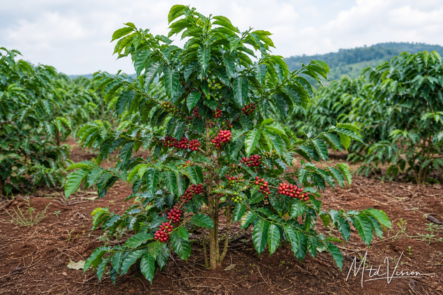 Coffee tree (ana kphê; ana phê).
