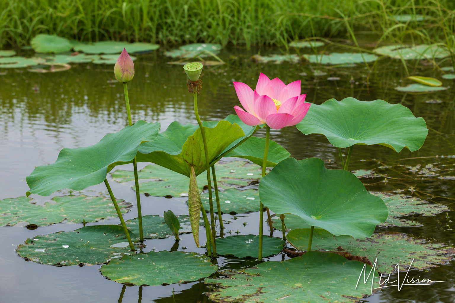 Lotus plant (ana krih).
