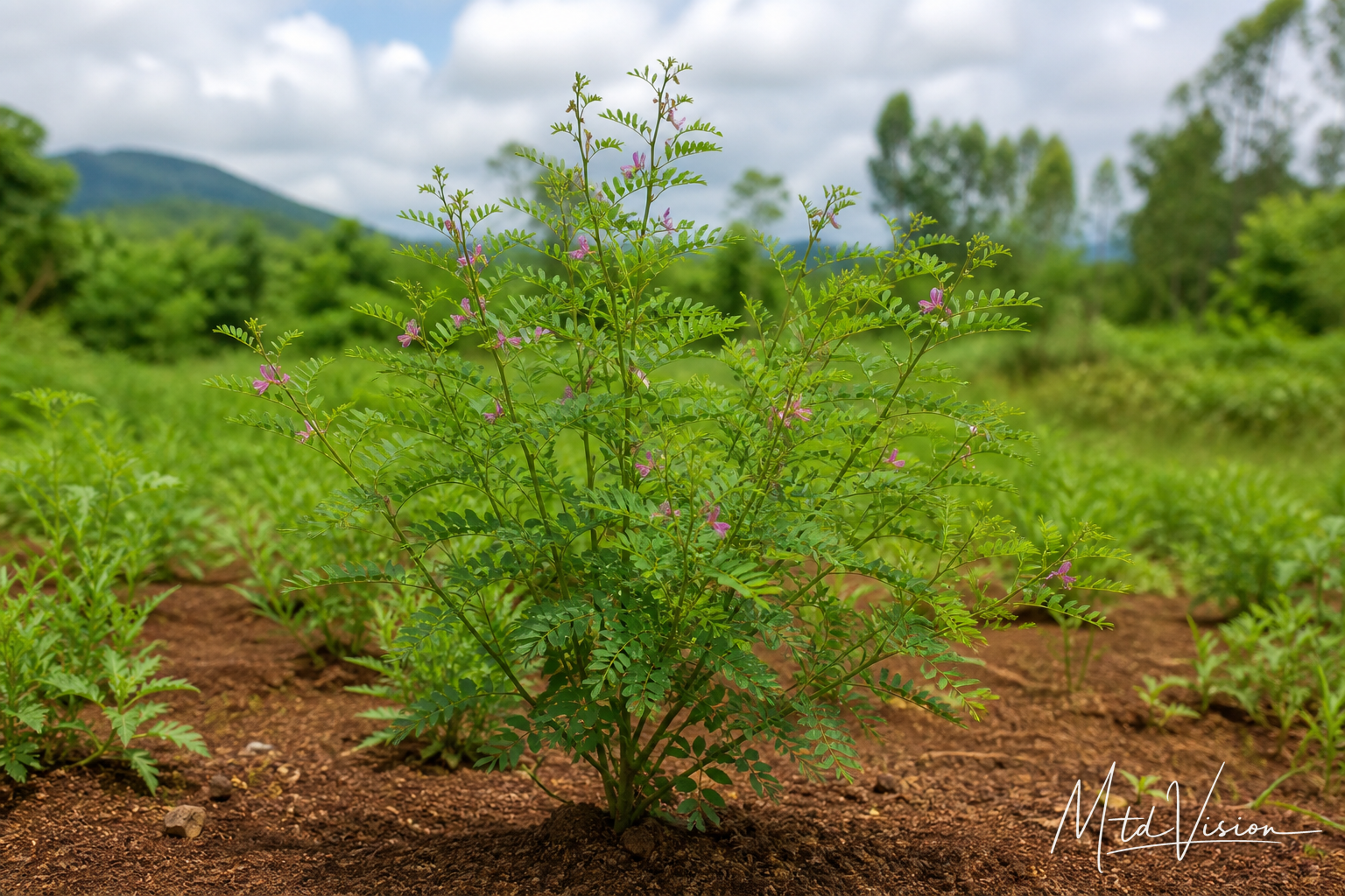 Indigo plant (ana krŭm).