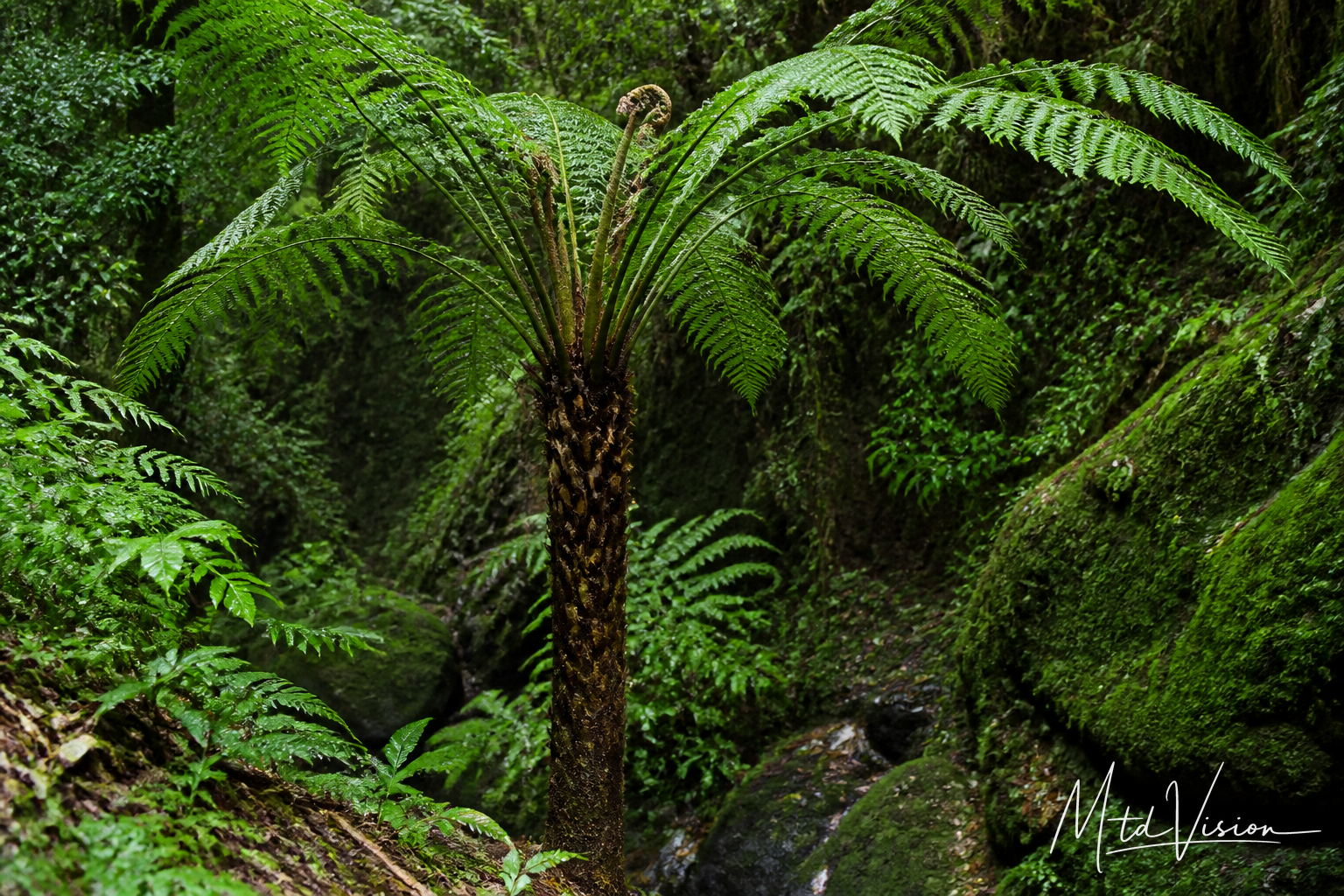 Trunk-form tree fern (ana kthih).