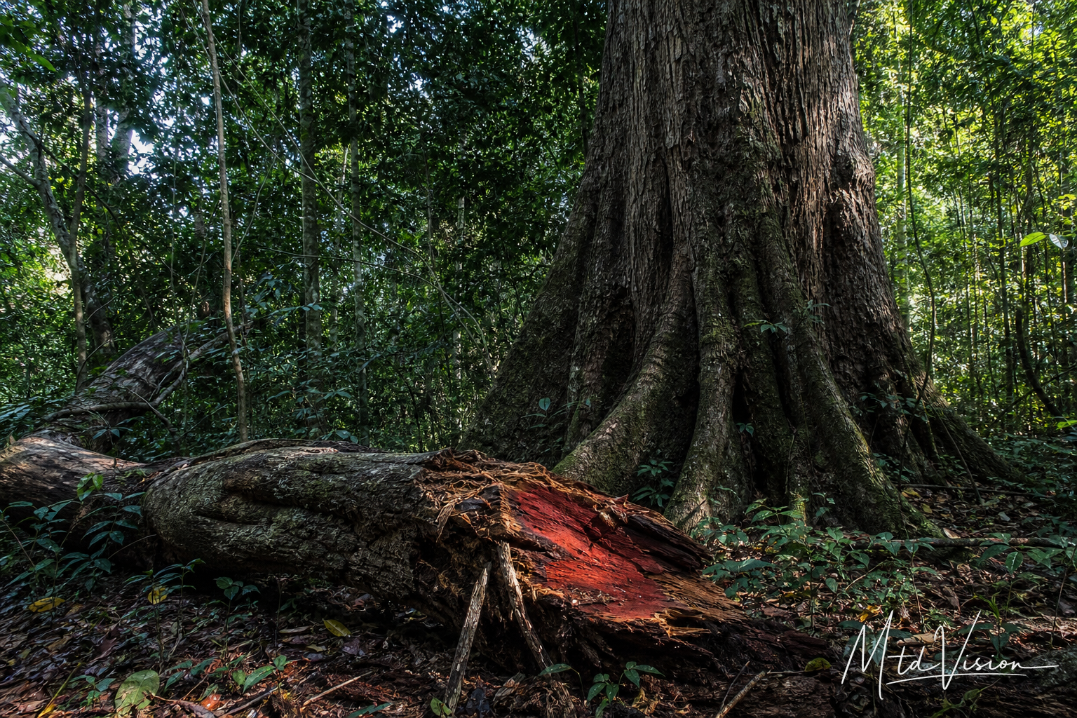 Rare old-growth tree with exceptionally hard red heartwood (ana ktơ̆ng).