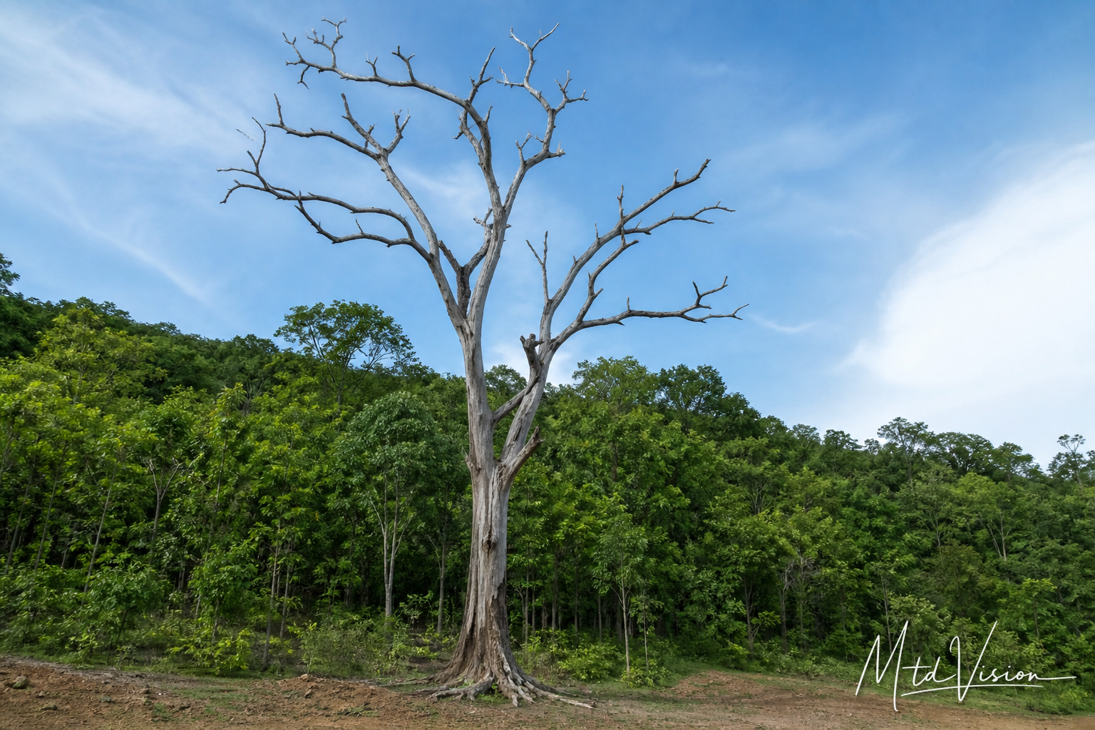 Dead tree (ana kyâo krô).