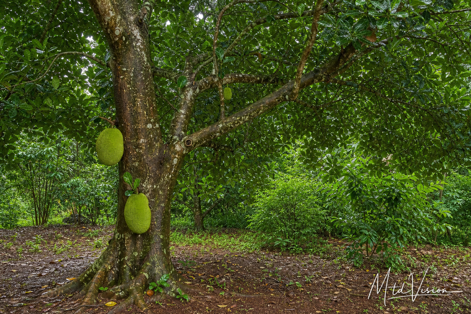 Jackfruit tree (ana m'mit).
