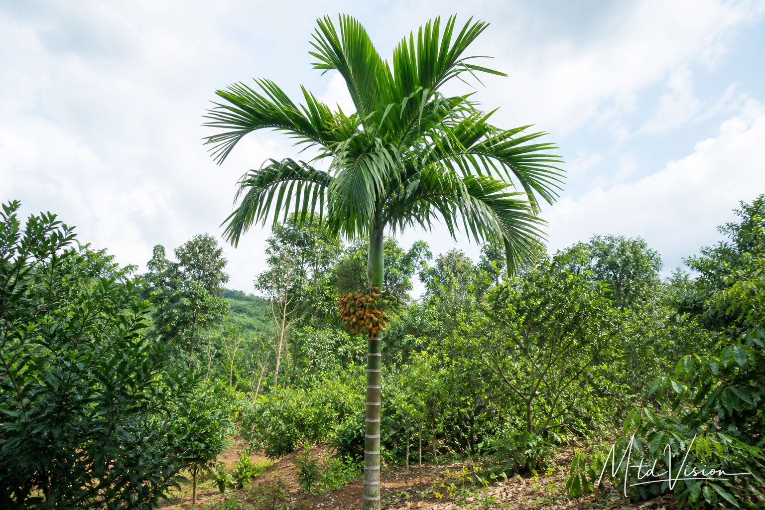 Areca palm (ana mnang).
