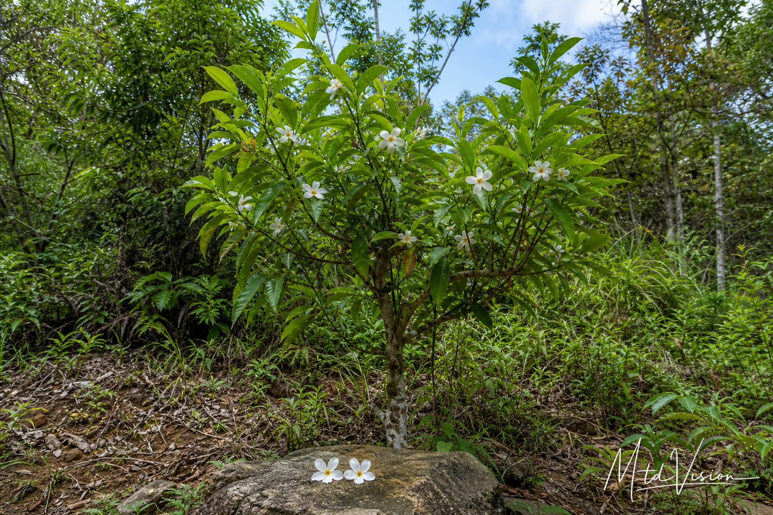 Small tree bearing edible white flowers (ana mngưi).