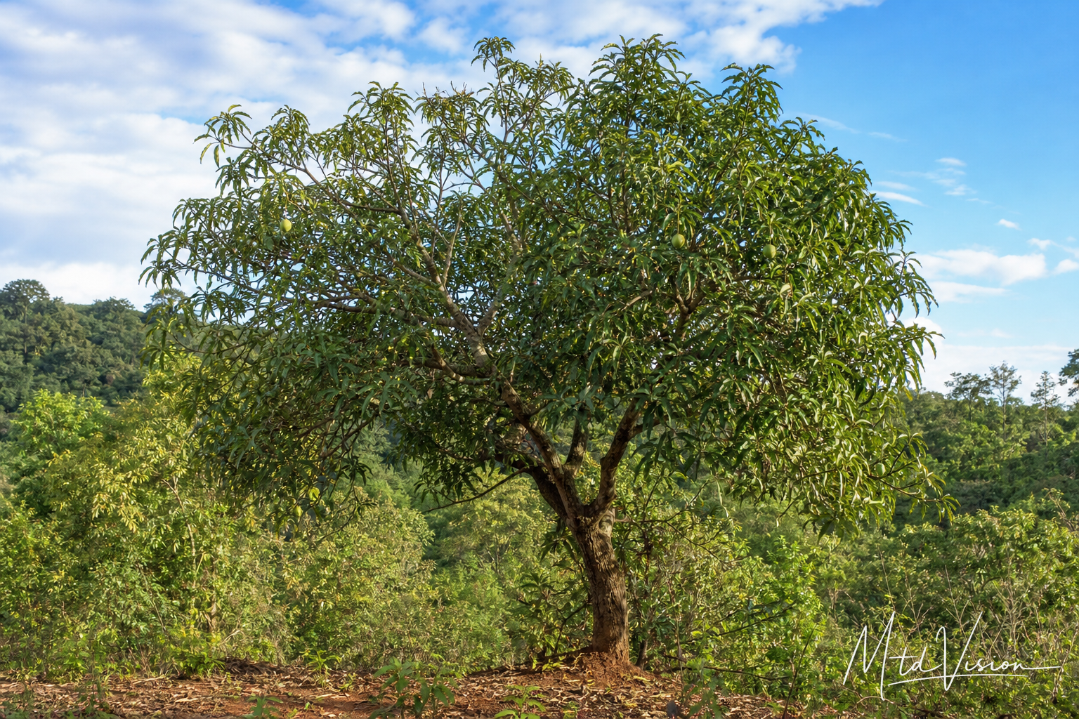 Wild mango (ana mơô̆).