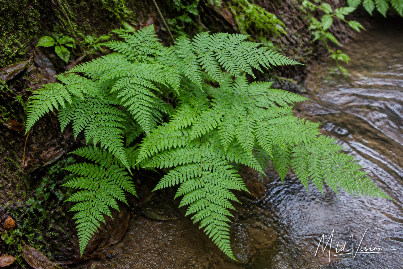 Kind of fern plant (ana mơwaih).