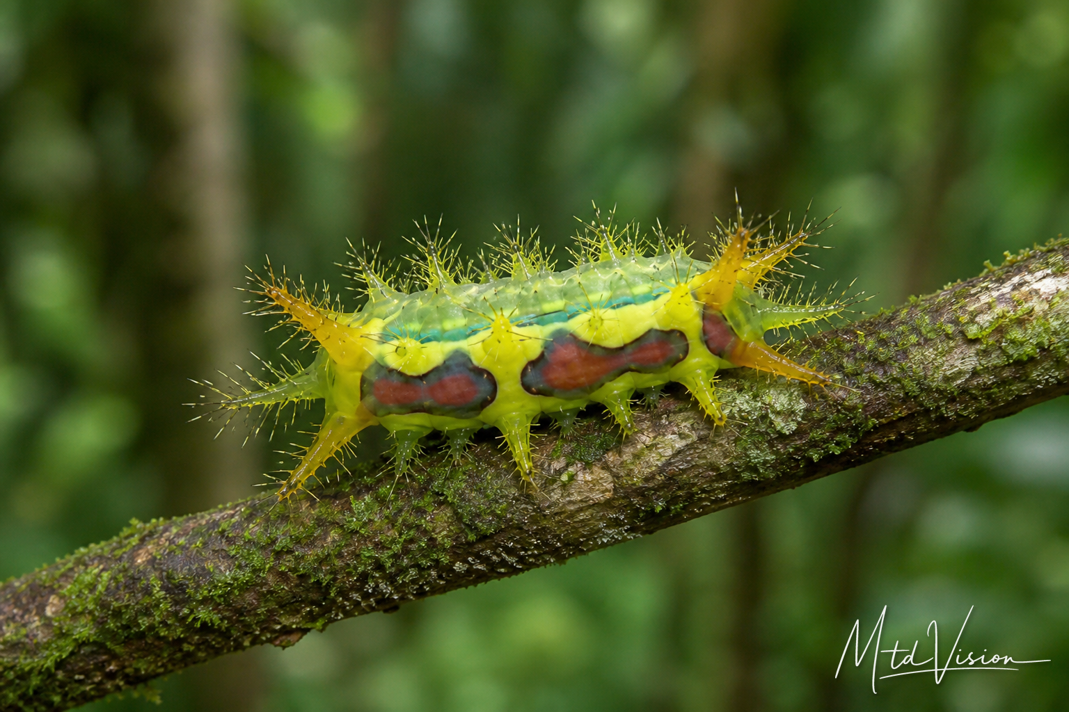 A kind of hairy caterpillar which can irritate skin.