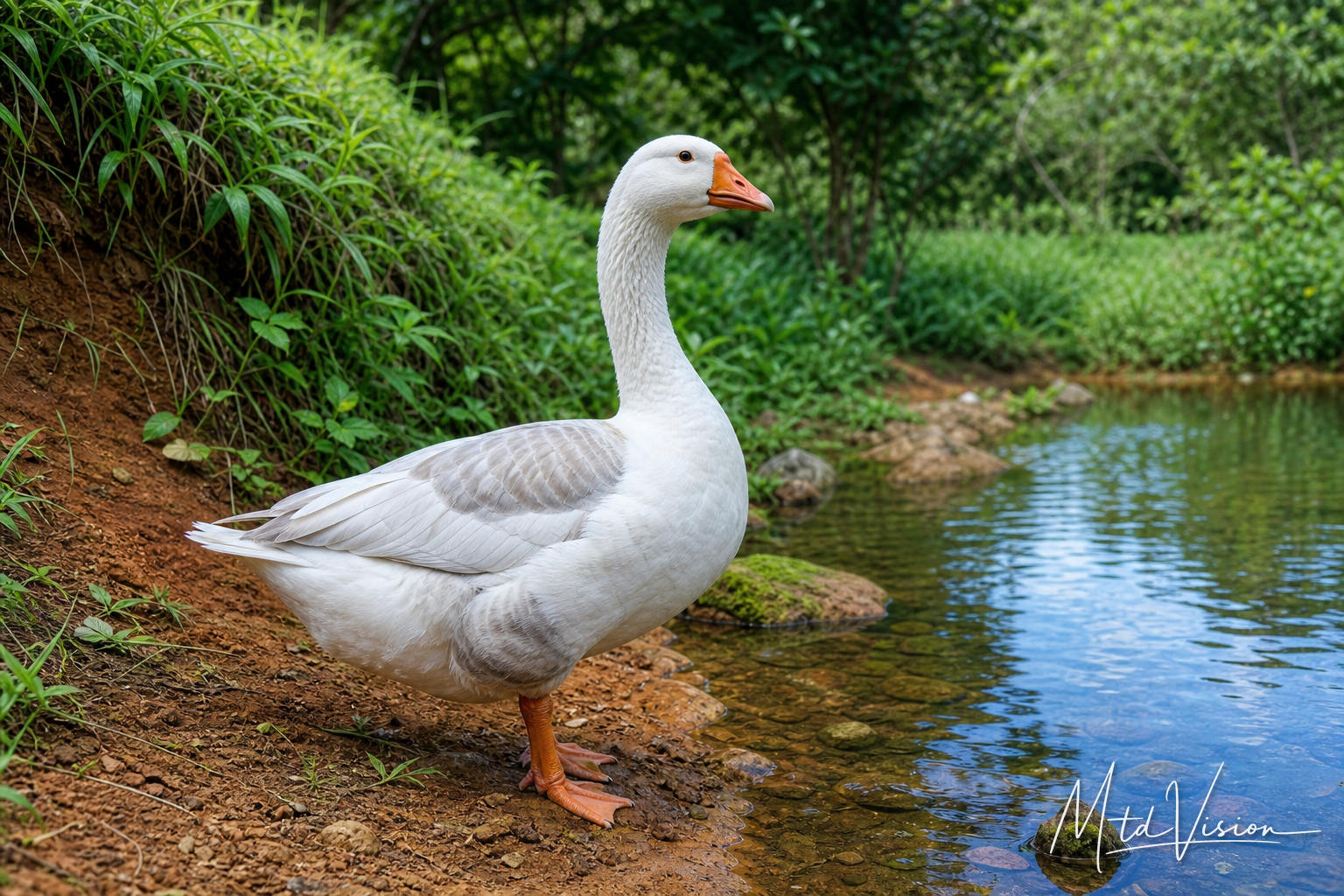 Goose.