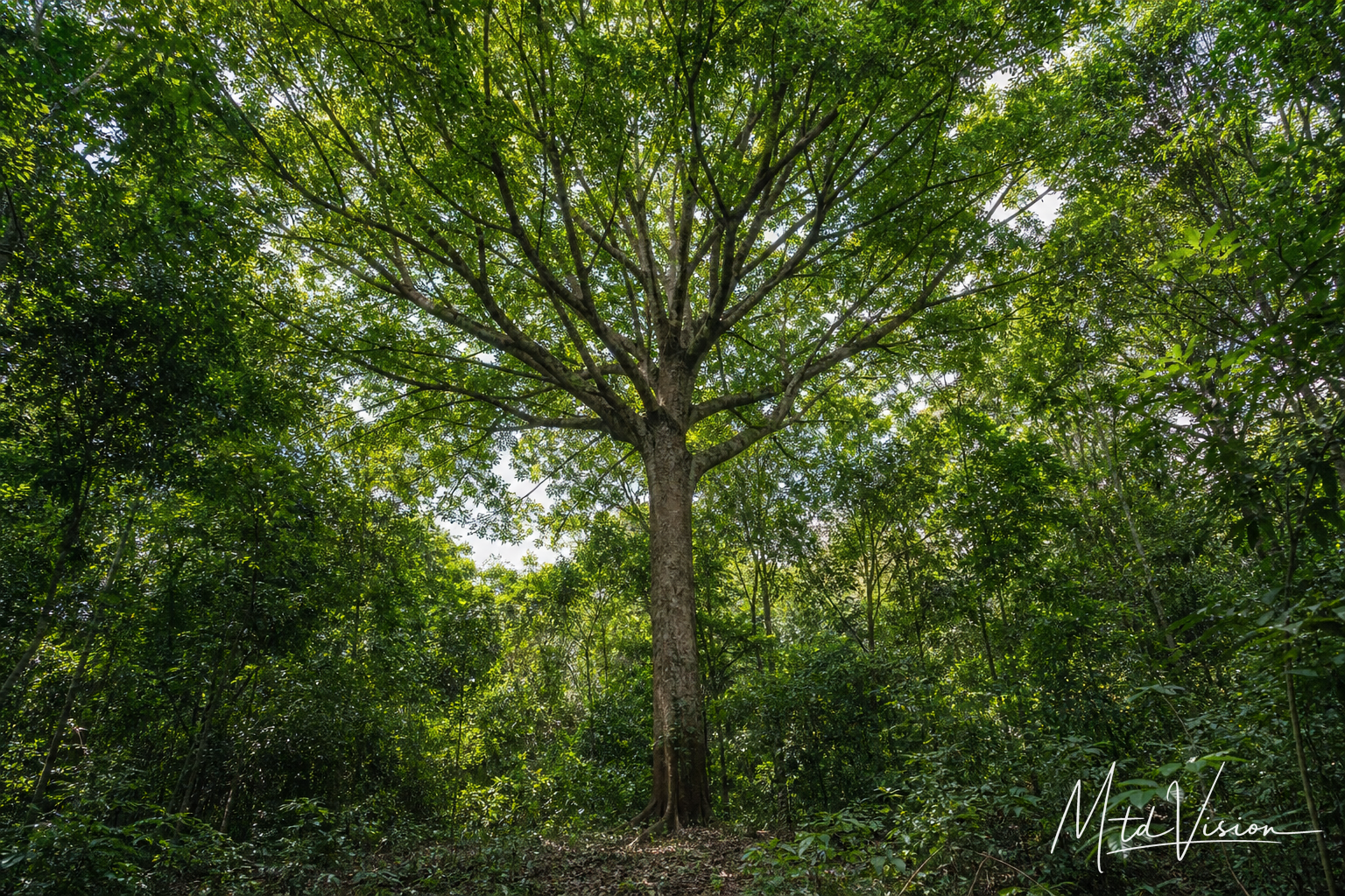 ana arul: kind of tree; morphology unspecified in the source.