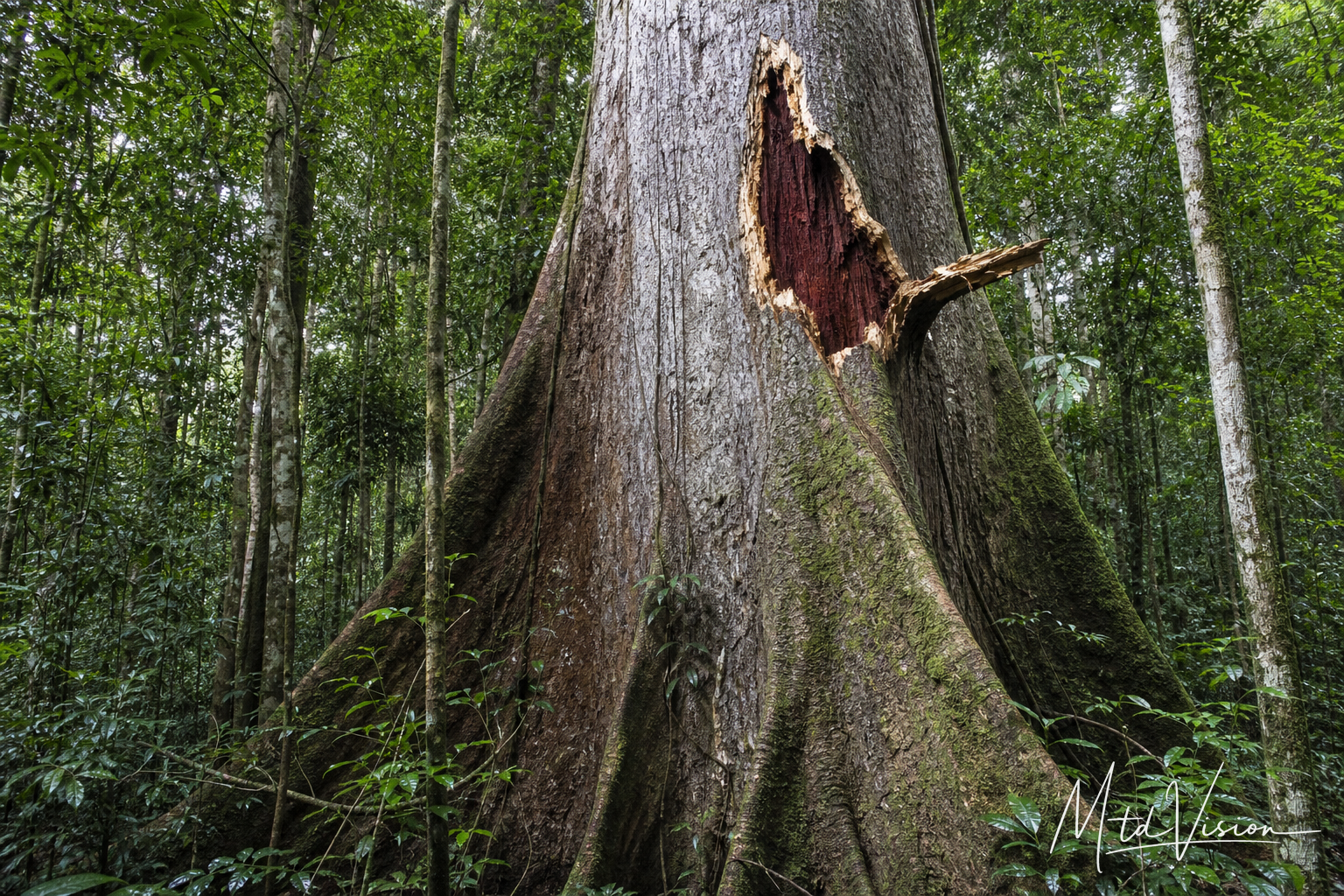 ana asăn: very rare red hardwood tree formerly found only in deep Central Highlands forest.
