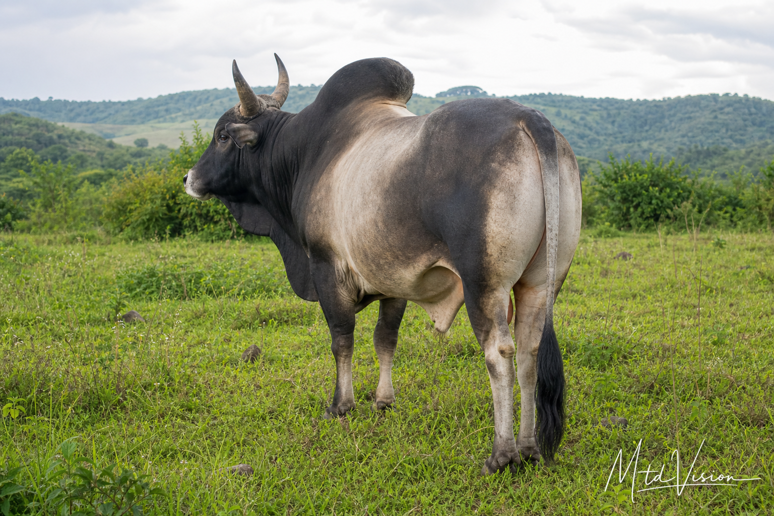 asăr plăm: testicle of an animal.