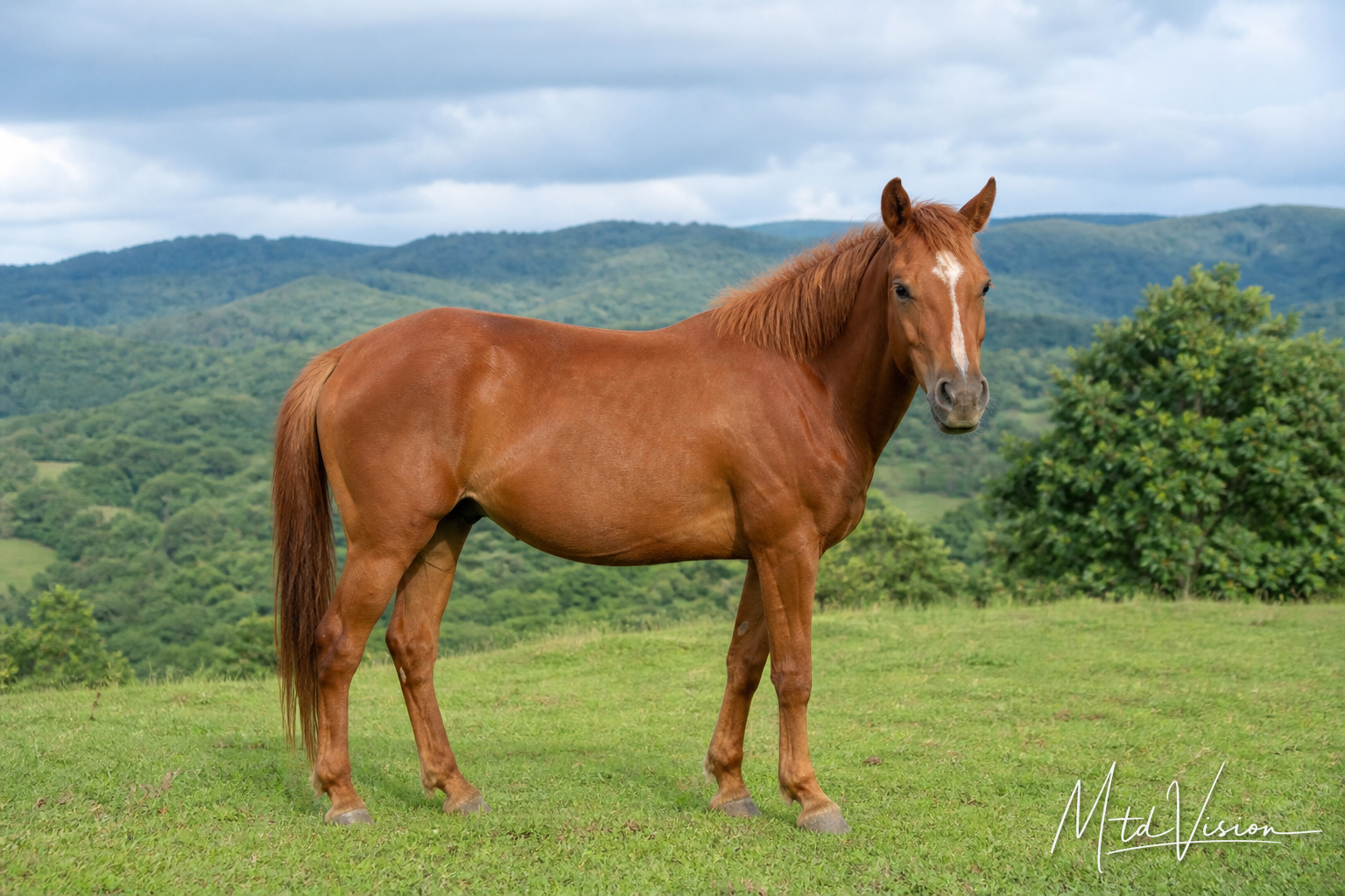 Horse.
