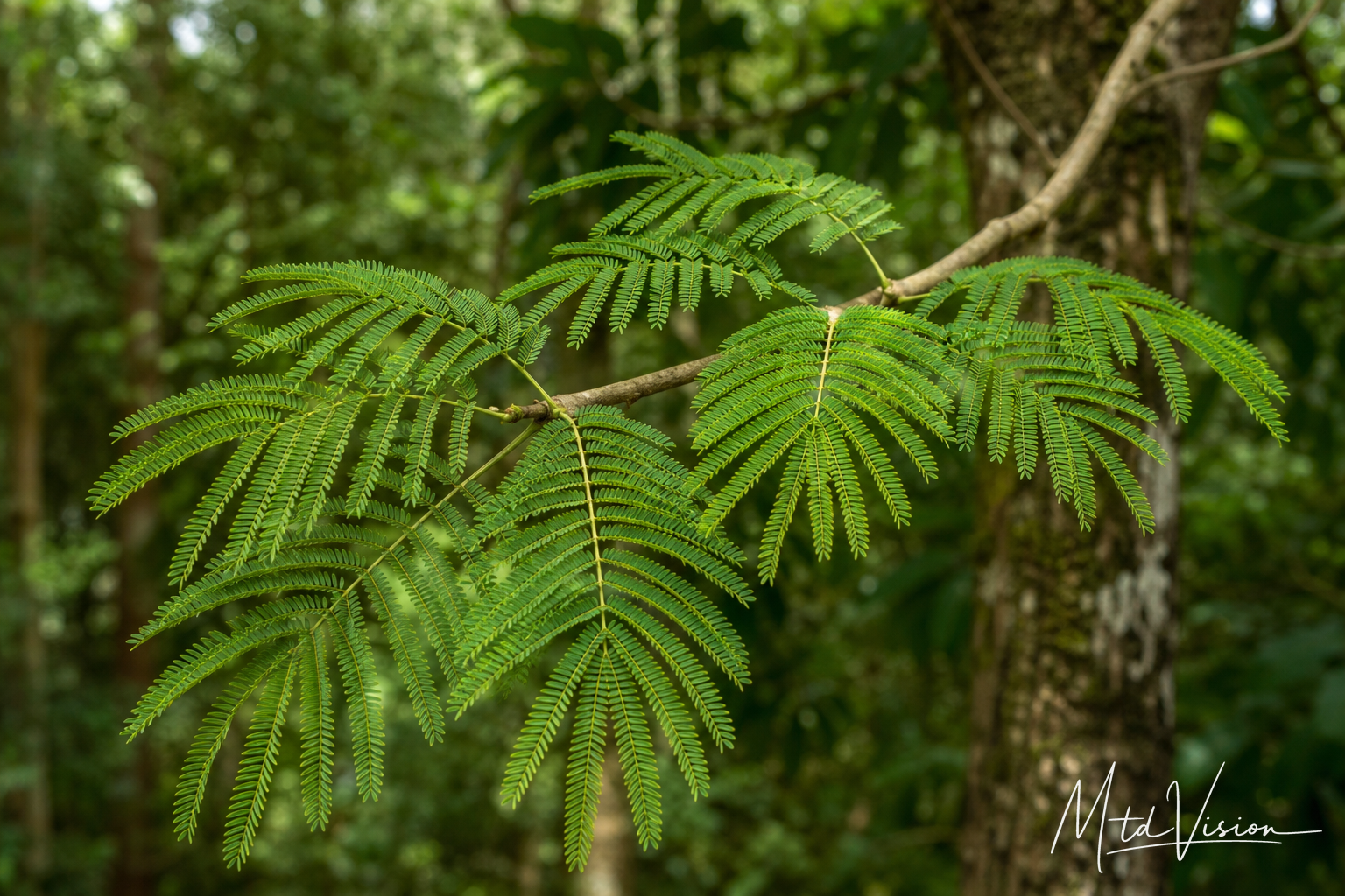 ana atang: kind of tree whose branches are used in sacrifices; leaves follow the user's morphological reference.