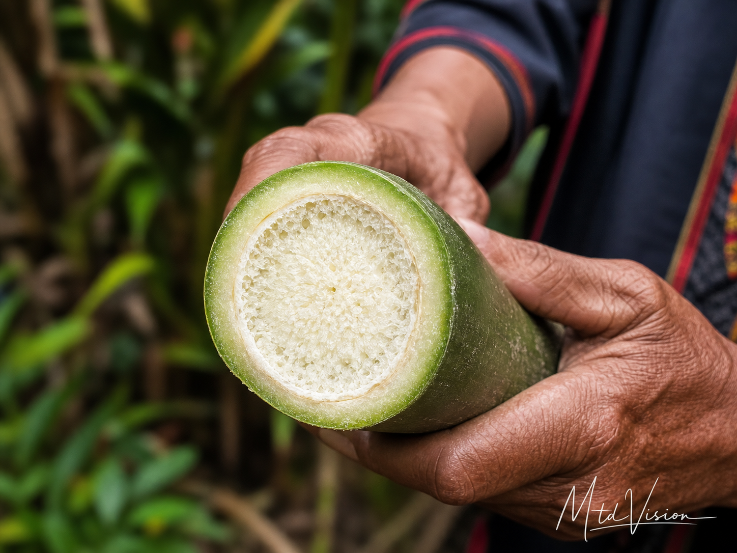 Plant pith.