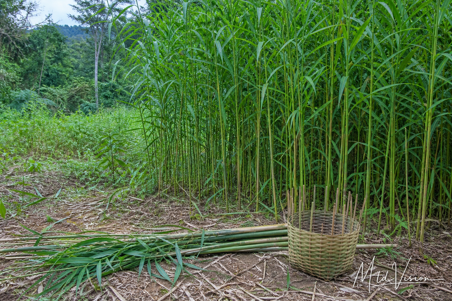 ana atiêng: kind of tall plant used in making baskets; botanical form kept species-neutral.