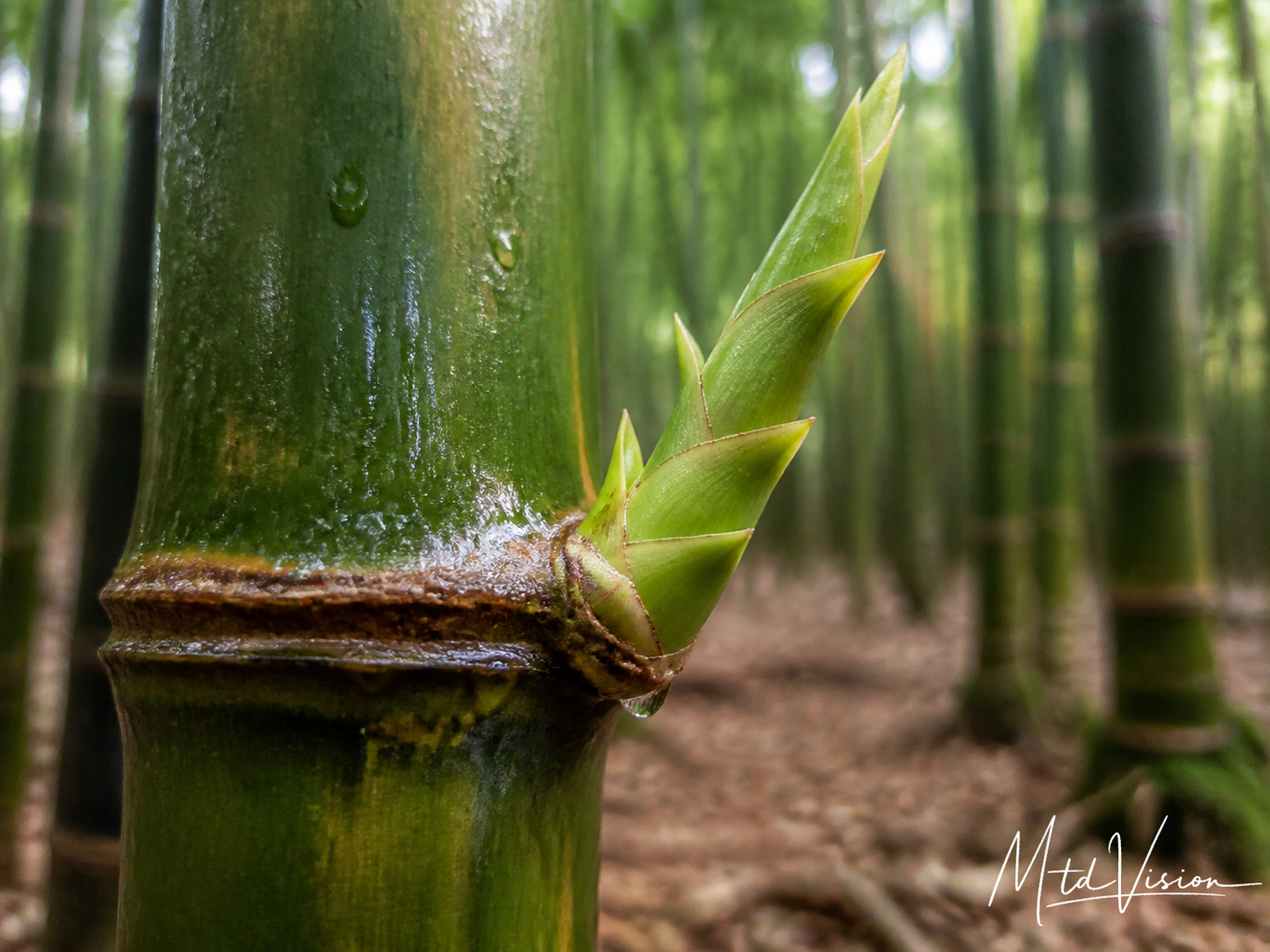 Shoot from a bamboo node.